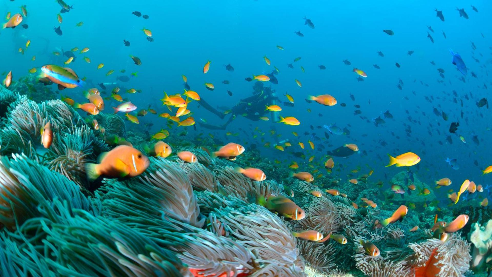 Turtle Maldives - Your Gateway To The Beach & Marine Adventures Await! Omadhoo Exterior photo